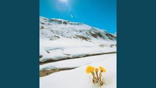 あの花のように