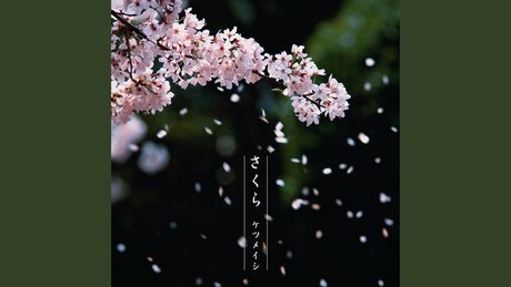さくら