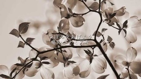 ハナミズキ - 一青窈(フル)