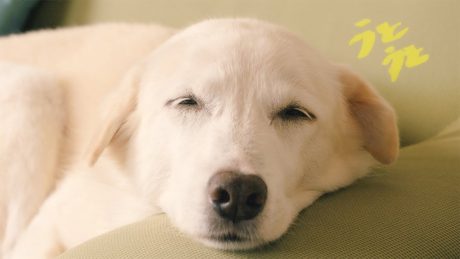 うとうと (Official Music Video)- 抄語