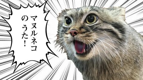マヌルネコのうた(Pallas's cat song)Official MV