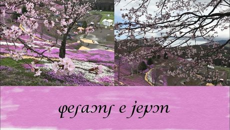 ［人工言語　アルカ］桜の小路