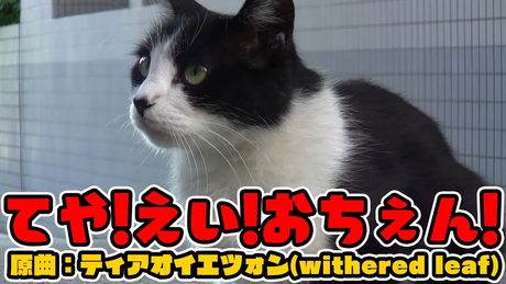 【東方PV?】てや!えい!おちぇん!【ビートまりお/猫】
