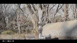 春に一番近い街 (A Town Nearing Spring) -english ver.- ♥ 歌ってみた【rachie】